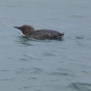 Common Guillemot