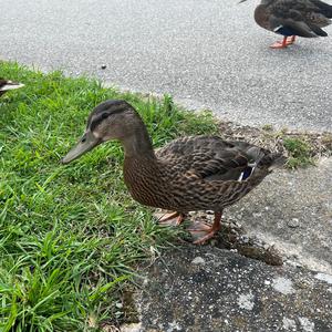 Mallard