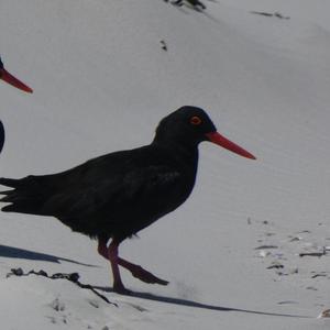 Unknown Species