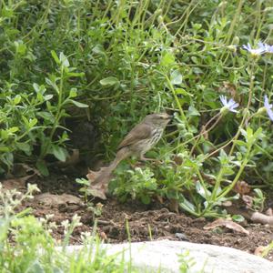 Unknown Species