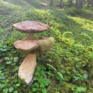 King Bolete