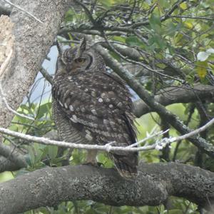Unknown Species