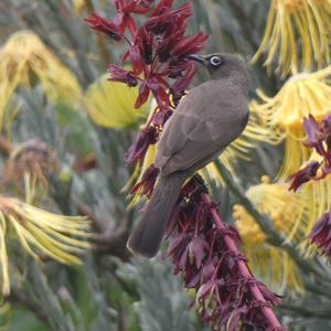 Unknown Species