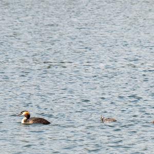 Great Crested Grebe