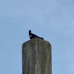 Eurasian Oystercatcher