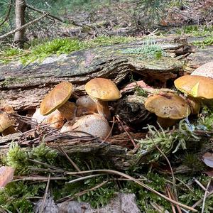Parasitic Bolete