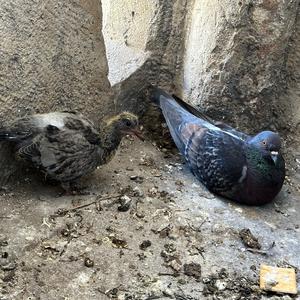 Rock Pigeon