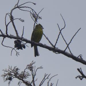 Unknown Species
