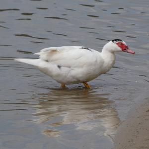 Unknown Species