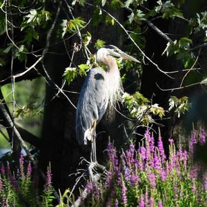 Great Blue Heron
