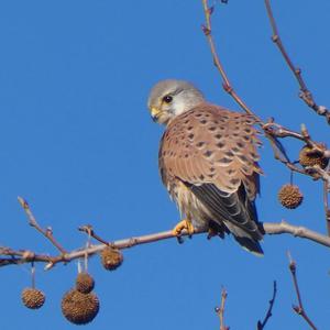 Common Kestrel