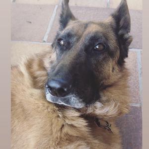 Deutscher Schäferhund