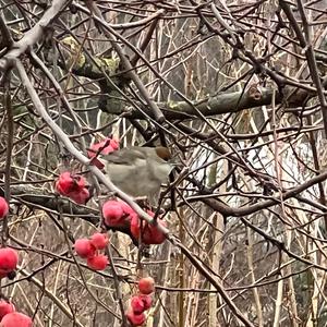 Blackcap