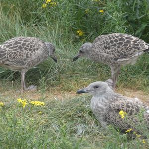 Herring Gull