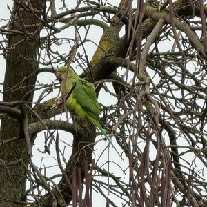 Rose-ringed Parakeet