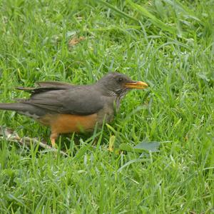 Unknown Species