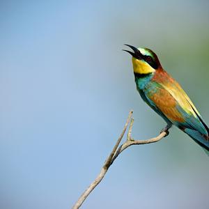 European Bee-eater