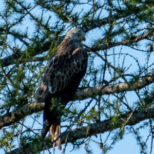 Red Kite