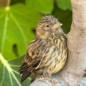 European Serin