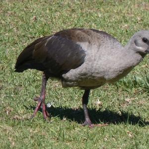 Unknown Species