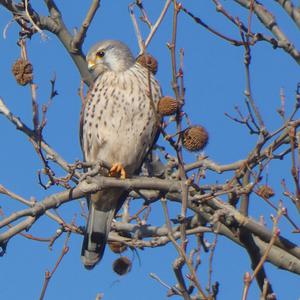 Common Kestrel