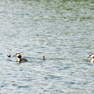 Great Crested Grebe