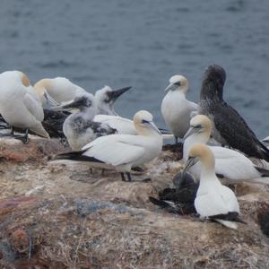 Northern Gannet