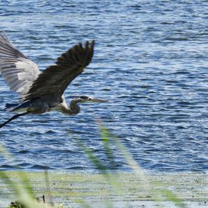 Great Blue Heron