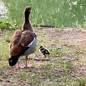 Egyptian Goose