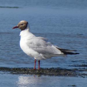 Black-headed Gull