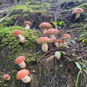 Orange Birch Bolete
