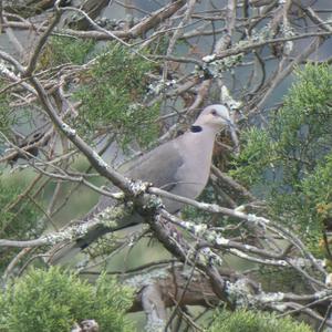 Eurasian Collared-dove