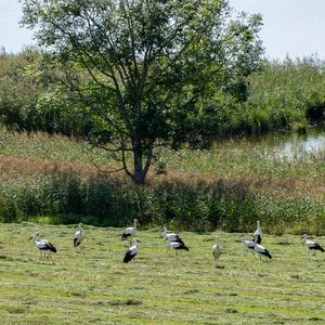 White Stork