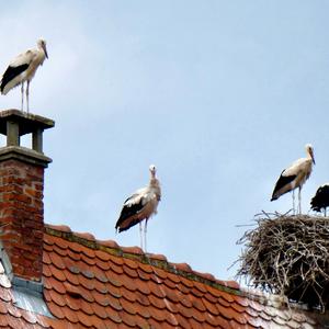 White Stork