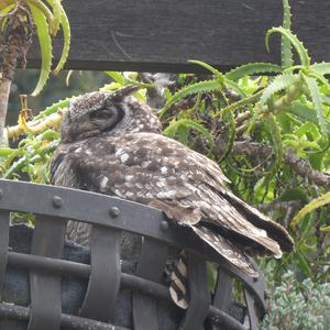 Unknown Species