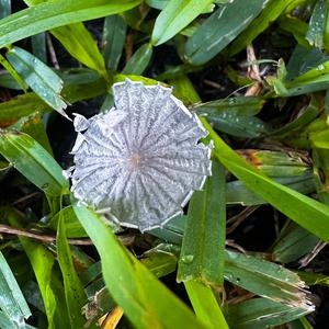 Unknown Species