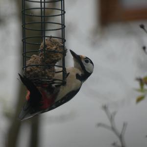Great Spotted Woodpecker