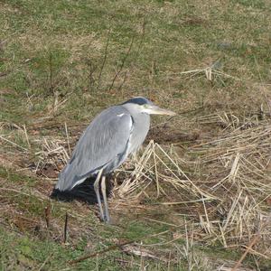 Grey Heron