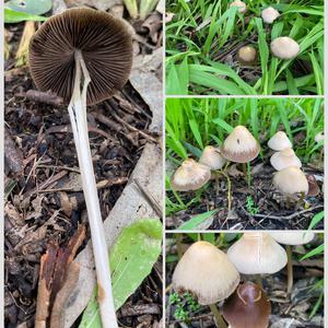 Steifstieliger Mürbling