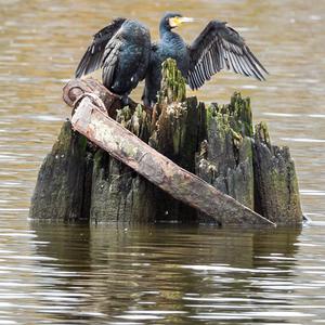Kormoran