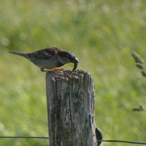 House Sparrow