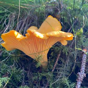 Chanterelle, Common