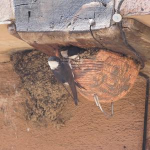 Northern House-martin