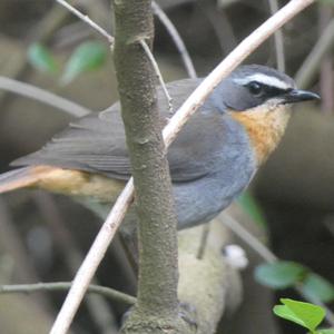 Unknown Species