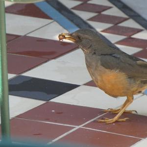 Unknown Species