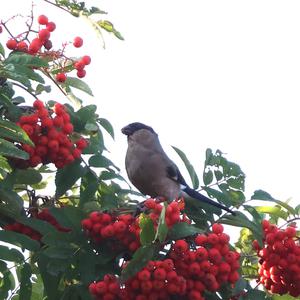 Eurasian Bullfinch