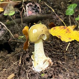Death Cap
