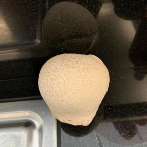 Stump Puffball