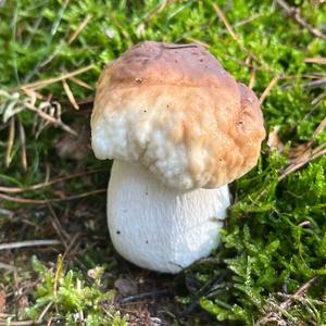Steinpilz