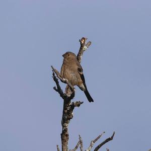 Eurasian Bullfinch